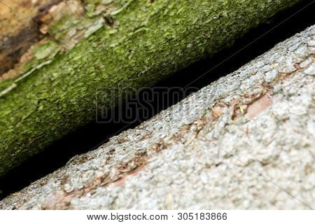 Trippy Tree Surface Abstract Macro Background 50,6 Megapixels 6480 With 4320 Pixels