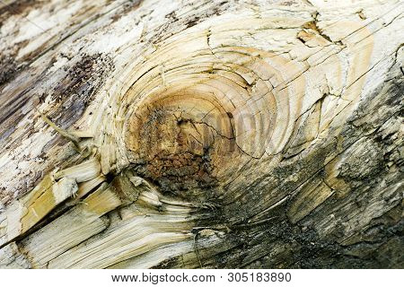 Trippy Tree Surface Abstract Macro Background 50,6 Megapixels 6480 With 4320 Pixels