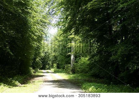 Wild Forest Tree Background 50,6 Megapixels 6480 With 4320 Pixels