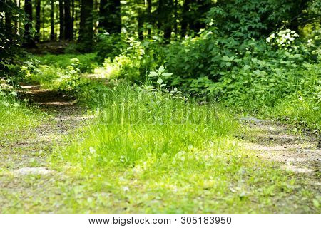 Wild Forest Tree Background 50,6 Megapixels 6480 With 4320 Pixels