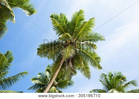 Low Angle View Of Green Coconut Palm Trees Anse Marie-loise Beach, Mahe Island, Seychelles