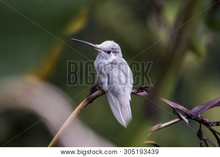 Rare White Leucistic Magnificent Hummingbird (eugenes Spectabilis) San Gerardo De Dota, Birds Of Cos