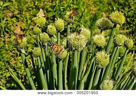 Motley Butterfly On Bulbous Plants.
