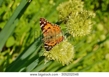Motley Butterfly On Bulbous Plants.