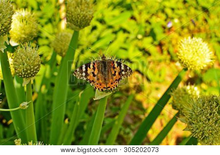 Motley Butterfly On Bulbous Plants.