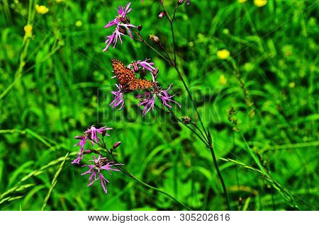 Motley Butterflies On Plants Collect Nectar. Vanessa Cardui The Migrating Look Arriving From Africa.