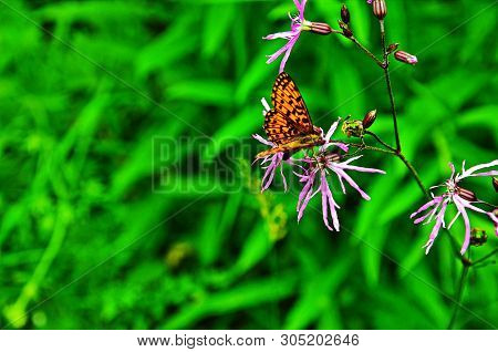 Motley Butterflies On Plants Collect Nectar. Vanessa Cardui The Migrating Look Arriving From Africa.