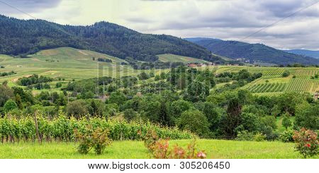 Panorama Vineyards in Baden-Baden. Germany