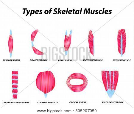 The Anatomical Structure Of Skeletal Muscles. Infographic. Illustration On Isolated Background.