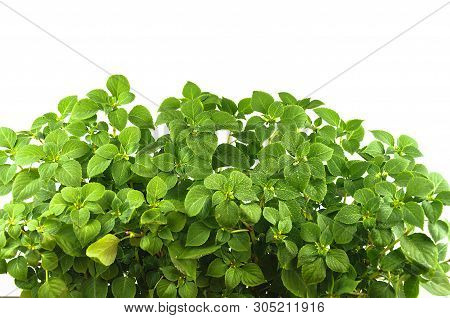 Impatiens Balsamine, Bush With Bright Green Leaves, On A White Background.