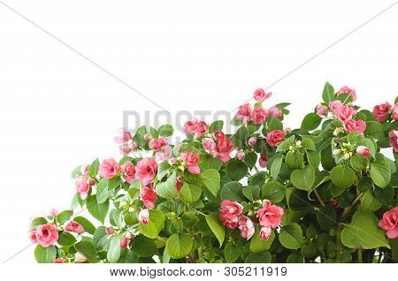 Impatiens Balsamine, White-pink Bush, On A White Background.