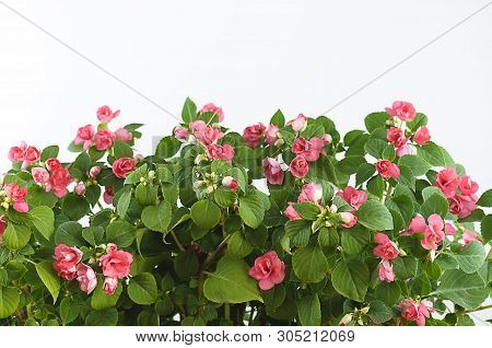 Impatiens Balsamine, White-pink Bush, On A White Background.