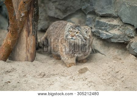 Pallas Cat (otocolobus Manul), Also Known As The Manul