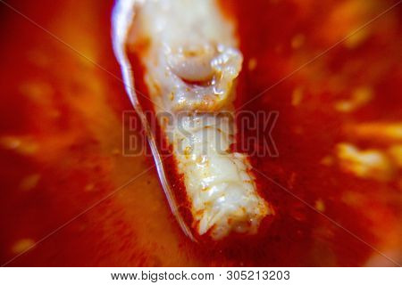 Macro, Red Spicy Chicken Paw Sauce. The Local Food Of Northern's Thailand, Call 
