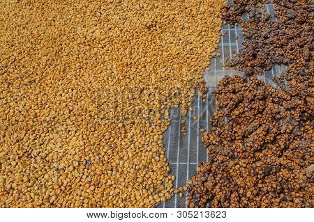 Luwak Coffee, Unclean Coffee Beans,  Kopi Luwak Is Coffee That Includes Part-digested Coffee Cherrie