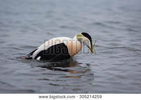 Barnacle Goose, Branta Leucopsis On Jokulsarlon Glacial Lagoon In Iceland