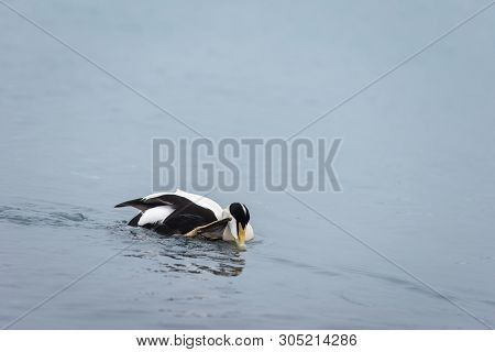 Barnacle Goose, Branta Leucopsis On Jokulsarlon Glacial Lagoon In Iceland