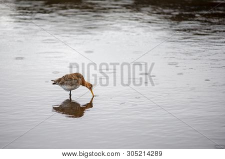 Black Tailed Godwit Bird In The Wild, Iceland