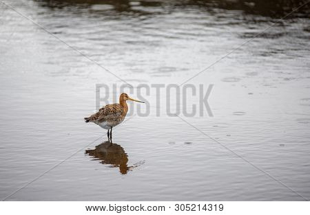 Black Tailed Godwit Bird In The Wild, Iceland