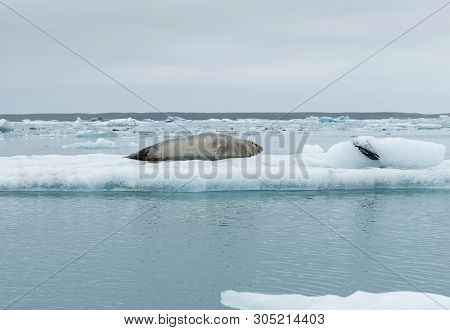 Seal Relaxing On A Floating Iceberg In Jokulsarlon, Iceland