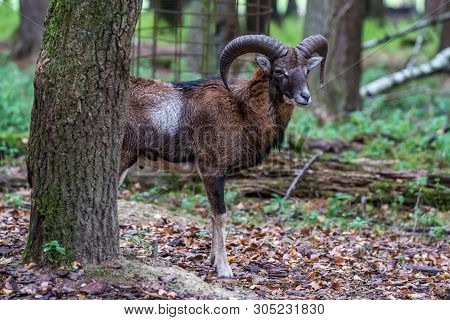 The European Mouflon, Ovis Orientalis Musimon Is The Westernmost And Smallest Sub-species Of Mouflon