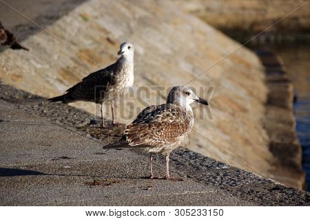 Pearched seagul by the water, nature photography, larus argentatus