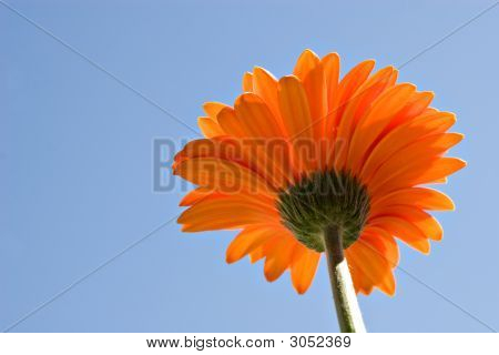Blommor