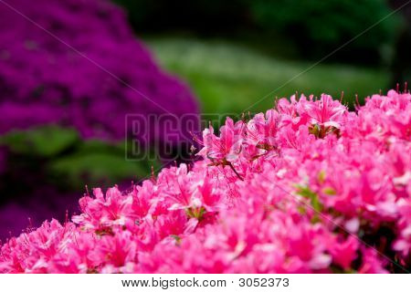 Blommor