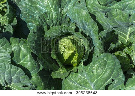 Rows Of Fresh Green Cabbage Farm At Phu Thap Buek,phetchabun Province Of Thailand.