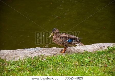 Wild Duck On River Bank With Fresh Green Grass. Mallard Bird With Green Grey Lake Water On Backgroun