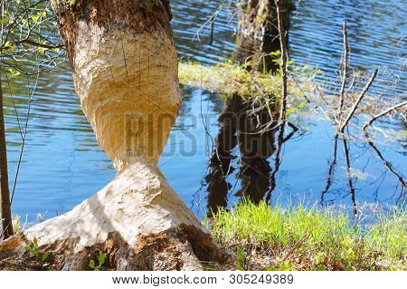 Tree Gnawed By The Beaver, The Beaver Teeth Marks On A Tree Trunk