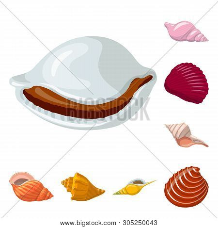 Vector Design Of Seashell And Mollusk Icon. Collection Of Seashell And Seafood  Stock Symbol For Web