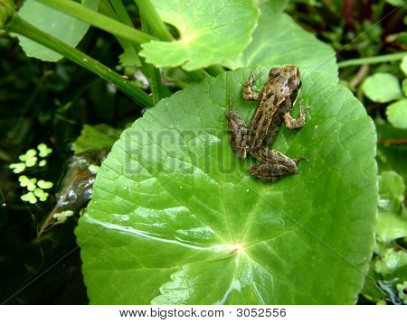 LeapFrog