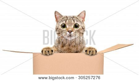 Portrait Of A Funny Cat Looking Out Of The Box Isolated On White Background