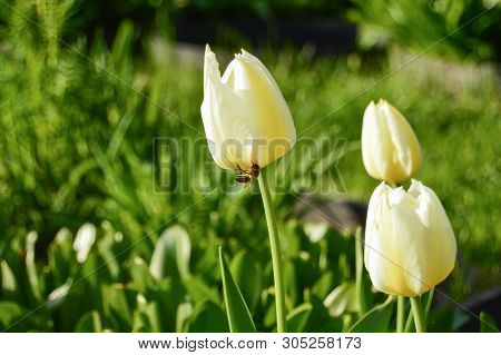 White Color Tulips With Bee In Garden In Springtime. Close Up