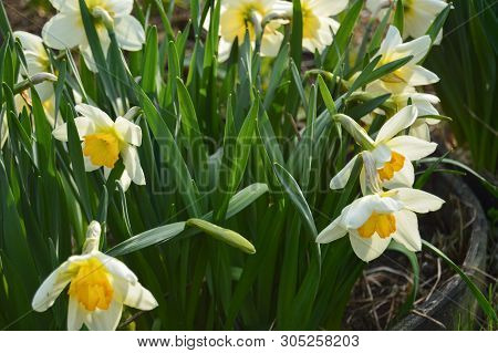 White Yellow Daffodils Flower Bloom In The Garden. Spring Season. Close-up
