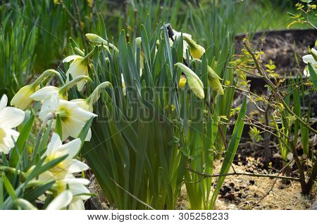 White Yellow Daffodils Flower Bloom In The Garden. Spring First Flower. Close-up.
