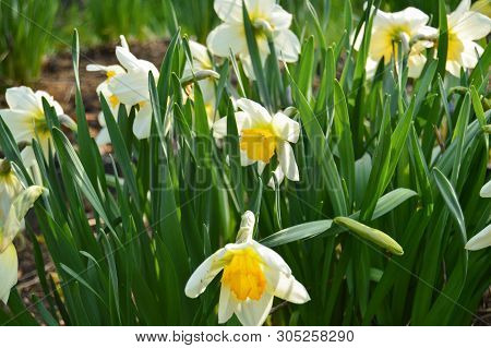 White Yellow Daffodils Flower Bloom In The Garden. Spring Background. Close-up