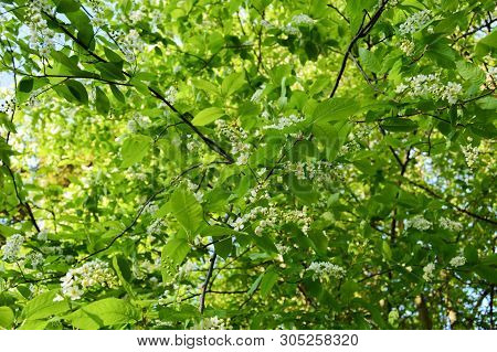 Beautiful Blooming Bird Cherry In Spring. Background. Close-up