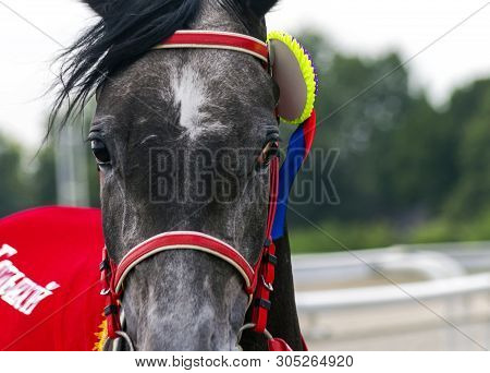 Pyatigorsk, Russia - July 08, 2018:winner Of The Grand Prize For Mares Oaks In Pyatigorsk - Grey Ara