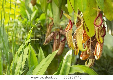 Nepenthes Predatory Carnivorous Plant Monkey Cups Nepenthes, Green Red Jug Pitcher For Collecting Mo