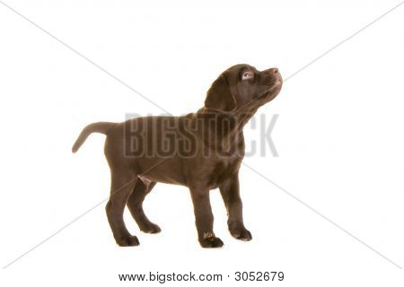 Labrador hundvalp