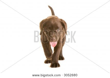 Labrador hundvalp
