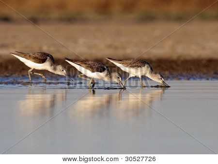 3 코스 Redshank