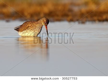 Ortak Redshank