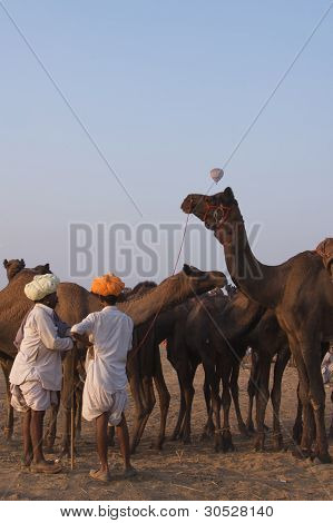Pushkar, Inde - novembre 2011