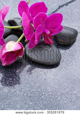 Pnk Orchids And Black Stones Close Up.