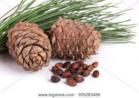 Cedar Cones With Nuts Isolated On White Background