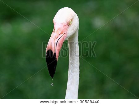 Close up flamingo in zoo