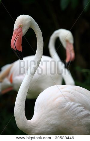 Flamingos in Zoo travel of Asia